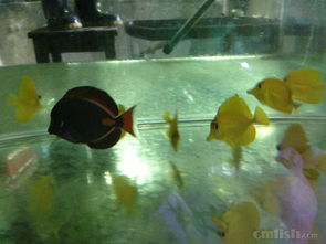 青島鑫源美水族2月20日新到大量進(jìn)口海水生物，推薦澳洲珊瑚與夏威夷人工五爪貝